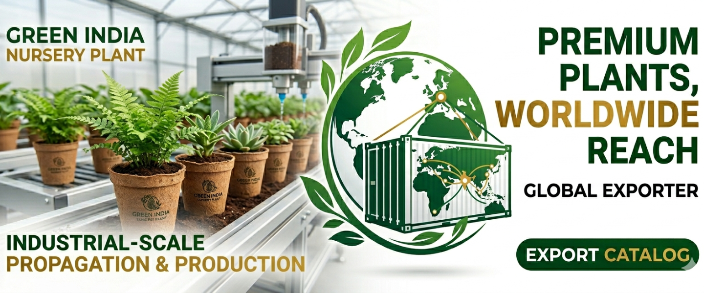 Green India Nursery Plant