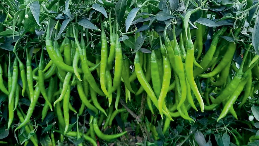 Dylaan International