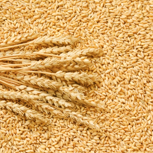 Wheat
