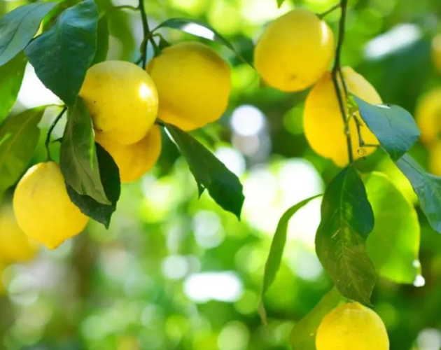 Kolkata Patti Lemon Plant