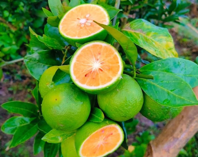 Vietnam Malta Plants