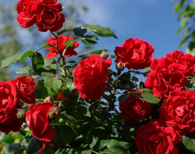 Red Rose Plant