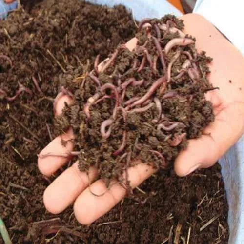 Organic Vermicompost