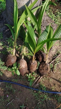 coconut plant