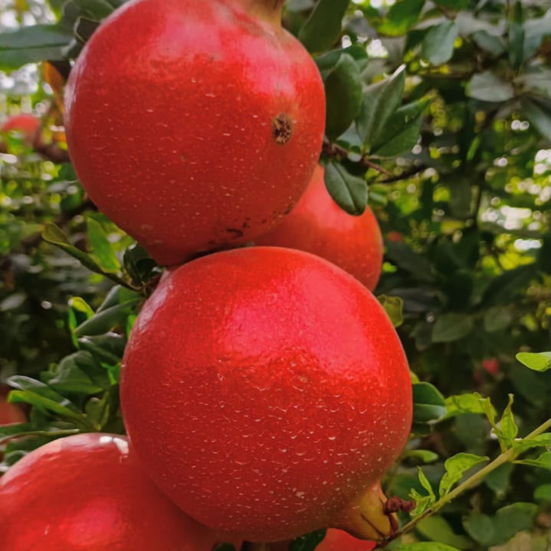 Pomegranate