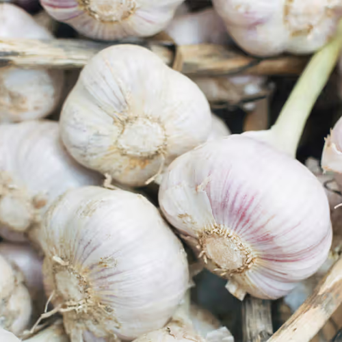 Garlic