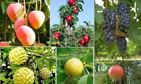 Fruits Plant