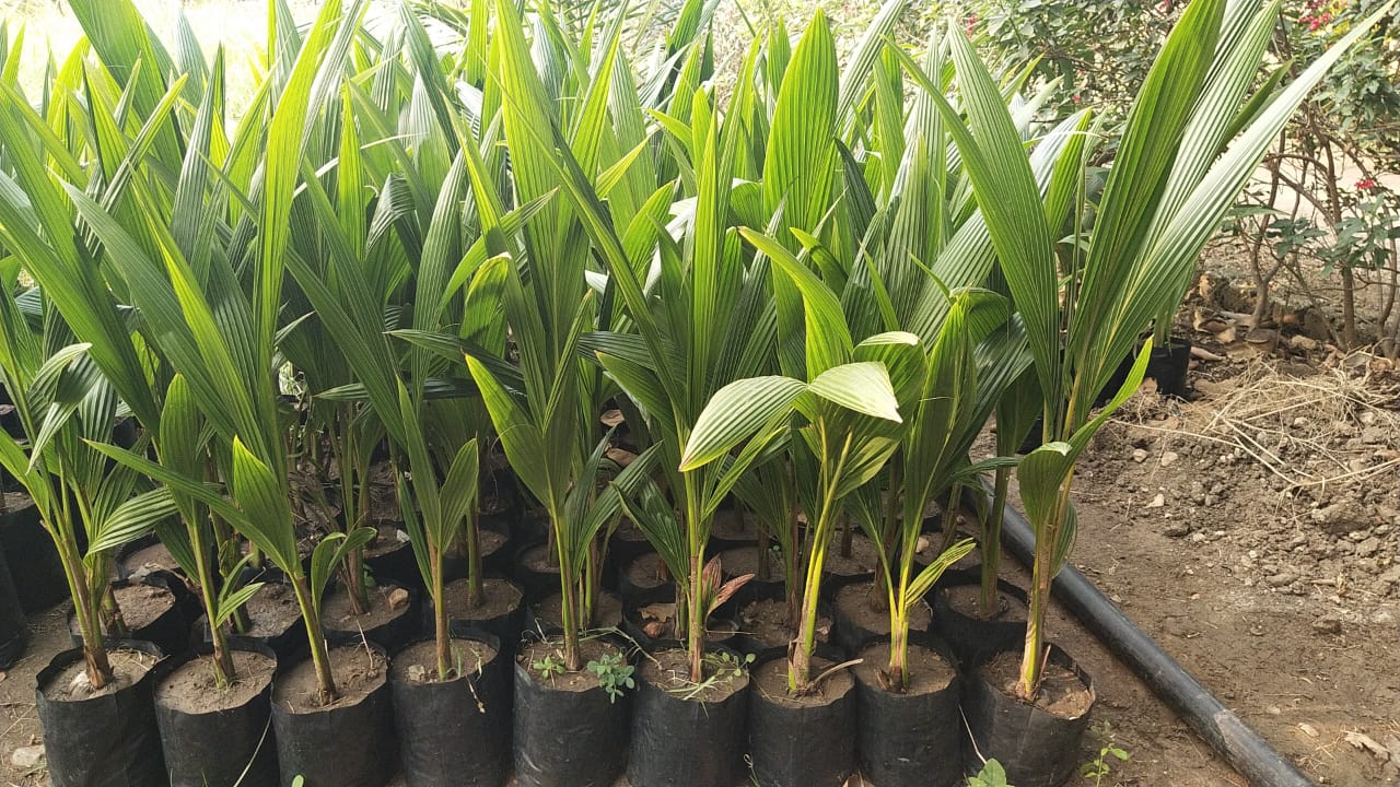 coconut plant