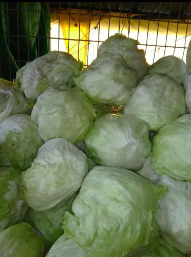 Fresh Iceberg Lettuce