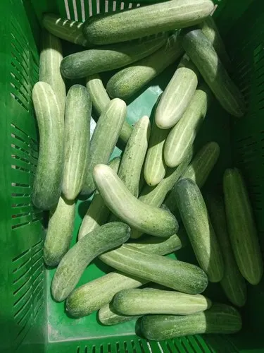 Fresh Cucumber