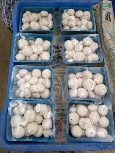 White Button Mushroom