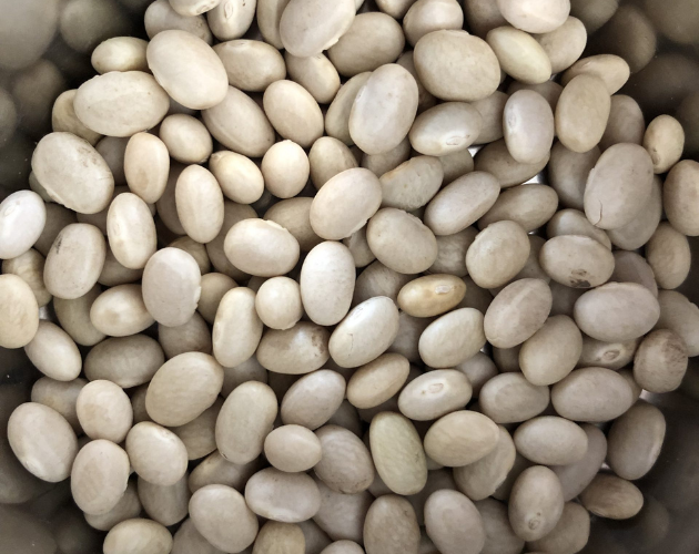 Dry Haricot Beans