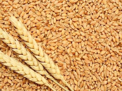 Premium Quality Wheat Grain
