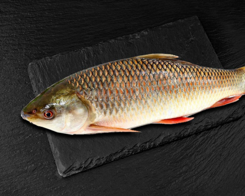 Rohu Fish