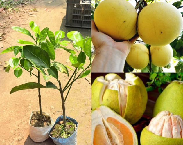 Batabi Fruit Plant