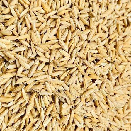 Quality Paddy Grain