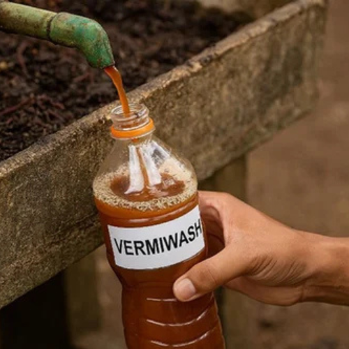 Vermiwash