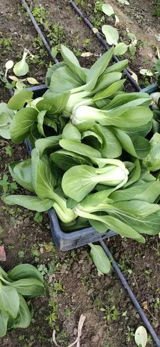 Fresh Bok Choy
