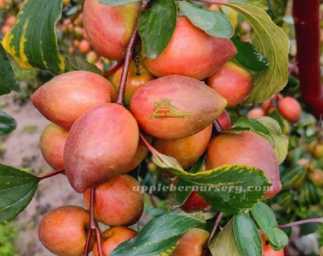Kashmiri Apple Ber plant