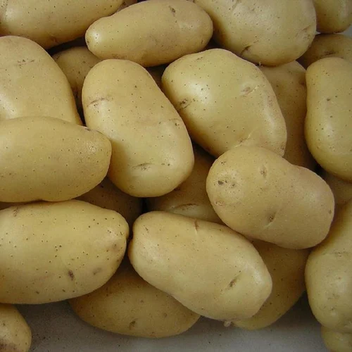 Fresh Potatoes