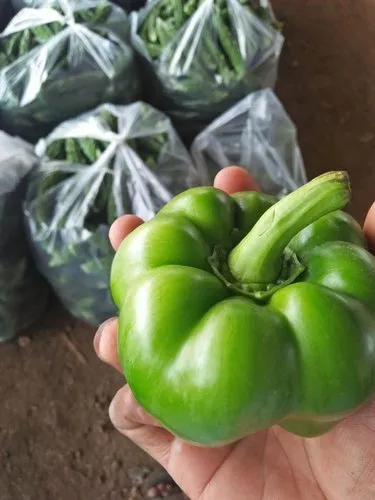 Fresh Green Capsicum