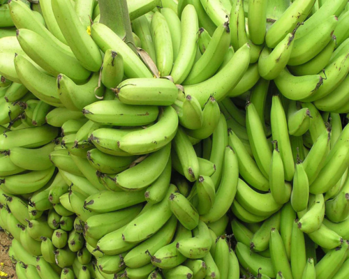 Green bananas
