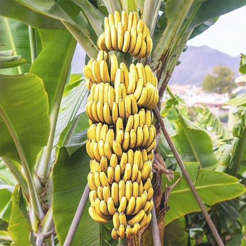 G9 banana plant
