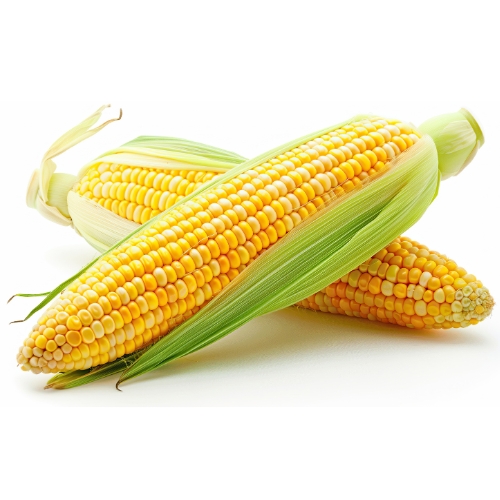 Maize