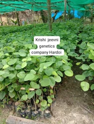 Red Sandalwood Plant