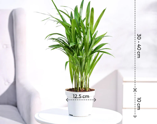 Green Areca Pam Plant