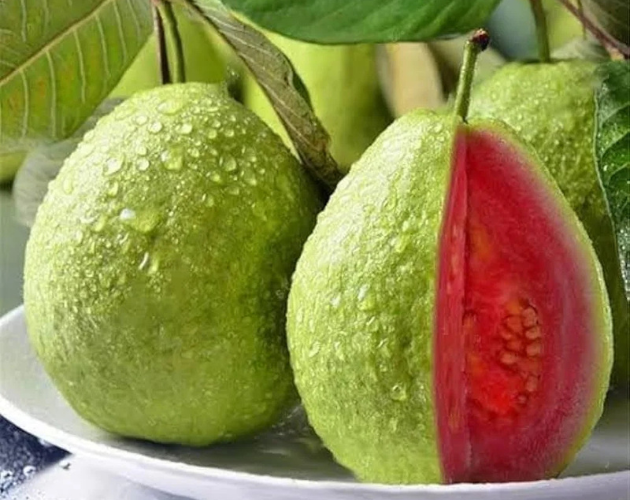 Red Daimond Guava plant