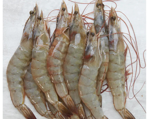 Fresh Vannamei Prawn