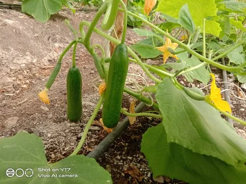 Fresh Green Zucchini