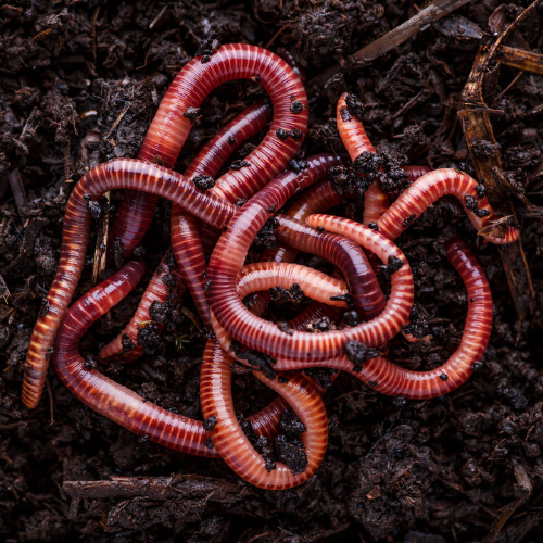 Earthworms