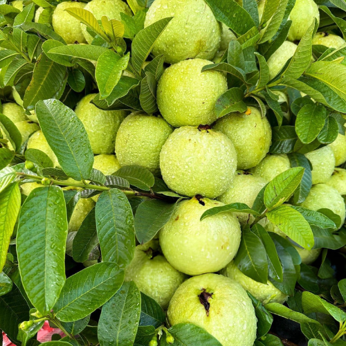 guava plant