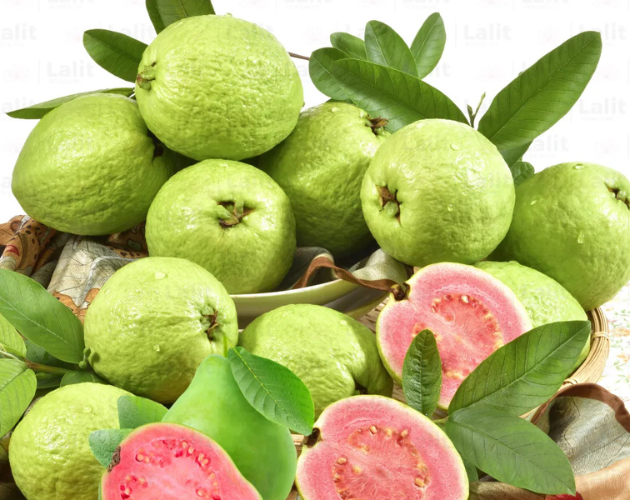 Taiwan ping guava plant