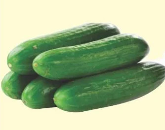 Cucumber F1 Kalith AS-511