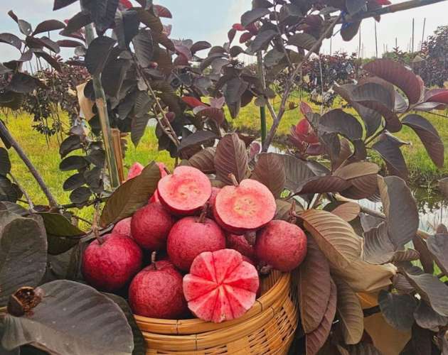 Thai Black Guava Plants
