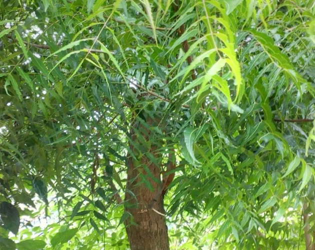 Green Neem Plant
